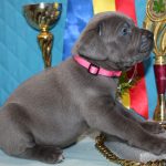 Agata-female-cane-corso-puppy-for-sale-1 (3)