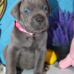 Agata-female-cane-corso-puppy-for-sale-1 (4)