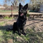 Atika German Shepherd