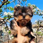 Monalisa Yorkshire Terrier