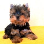 Allas-male-Yorkshire-terrier-puppy-for-sale-2