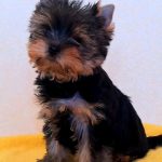 Allas-male-Yorkshire-terrier-puppy-for-sale-3