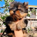 Allas-male-Yorkshire-terrier-puppy-for-sale-4