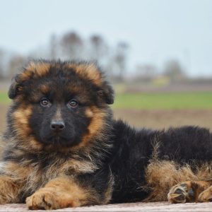 Alma German Shepherd