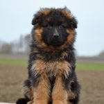 Ivita German Shepherd