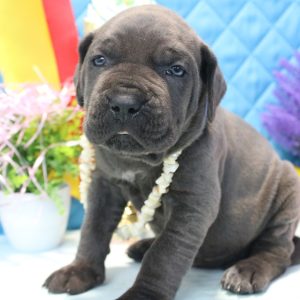 Alma Cane Corso