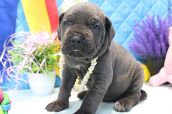 Alma Cane Corso