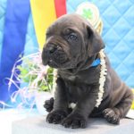 Alma-female-cane-corso-puppy-for-sale-1 (2)