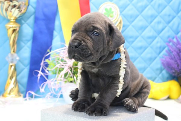 Alma Cane Corso