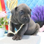 Alma-female-cane-corso-puppy-for-sale-1 (3)