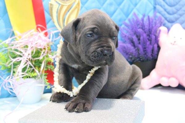 Alma Cane Corso