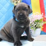 Alma-female-cane-corso-puppy-for-sale-1 (4)
