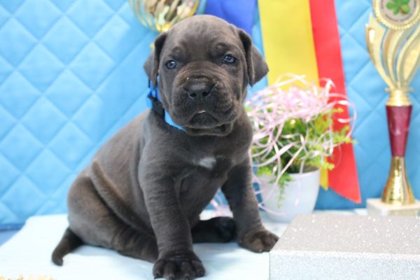 Alma Cane Corso