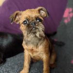 Yaki Da Brussels Griffon
