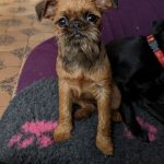 Amarula-female-Brussels-Griffon-puppy-for-sale-2