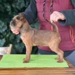 Amarula-female-Brussels-Griffon-puppy-for-sale-4