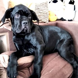 Ameri Cane Corso