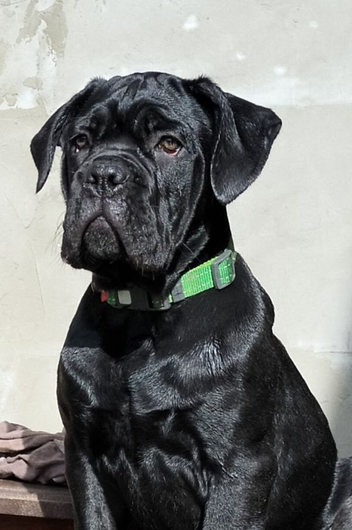 Black Cane Corso Yellow Eyes Black Cane Corso Adult Female Cane