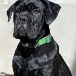 Zhanna Cane Corso