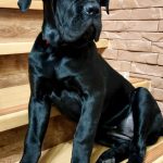 Ameri-female-Corso-puppy-for-sale-3