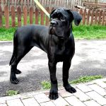 Ameri-female-Corso-puppy-for-sale-4