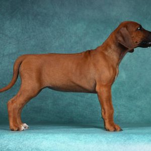 Amilla Rhodesian Ridgeback