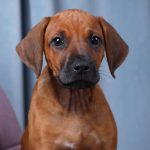 Angus Rhodesian Ridgeback