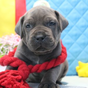 Amina Cane Corso