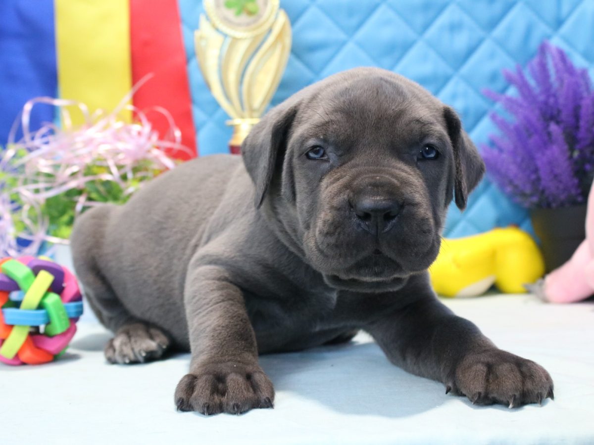 blue brindle cane corso price