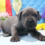 Alma Cane Corso