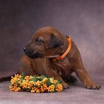 Angus-male-Rhodesian-Ridgeback -puppy-for-sale-1