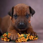 Angus-male-Rhodesian-Ridgeback -puppy-for-sale-2