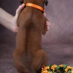Angus-male-Rhodesian-Ridgeback -puppy-for-sale-3