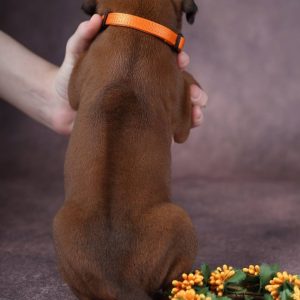 Angus Rhodesian Ridgeback