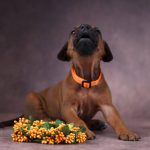 Angus-male-Rhodesian-Ridgeback -puppy-for-sale-4