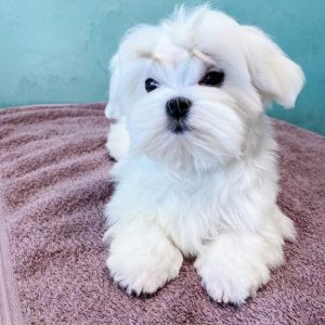 Aramis Maltese