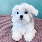 Aramis-male-maltese-puppy-for-sale-1 (2)