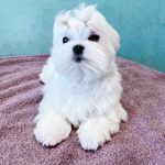 Aramis-male-maltese-puppy-for-sale-1 (3)