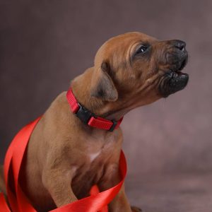 Archer Rhodesian Ridgeback