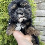 Prada Yorkshire Terrier