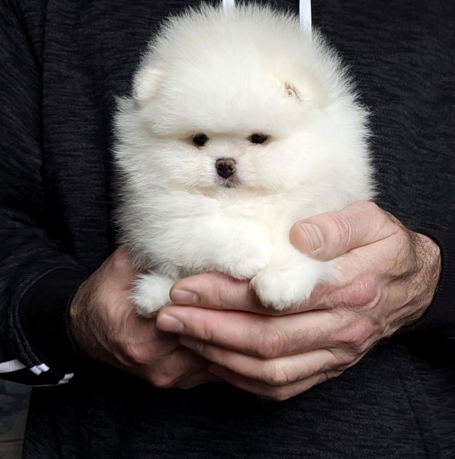 Pomeranian Puppies Micro Teacup Maltipoo Puppies For Sale Small