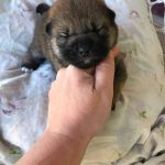 Asaha-female-Shiba-Inu-puppy-for-sale-1