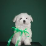 Assol-female-maltese-puppy-for-sale-1 (1)