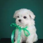 Assol-female-maltese-puppy-for-sale-1 (2)