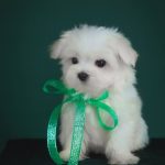 Assol-female-maltese-puppy-for-sale-1 (3)