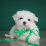 Romy Maltese