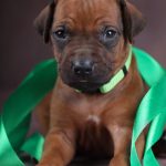 Angus Rhodesian Ridgeback