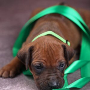 Atlas Rhodesian Ridgeback