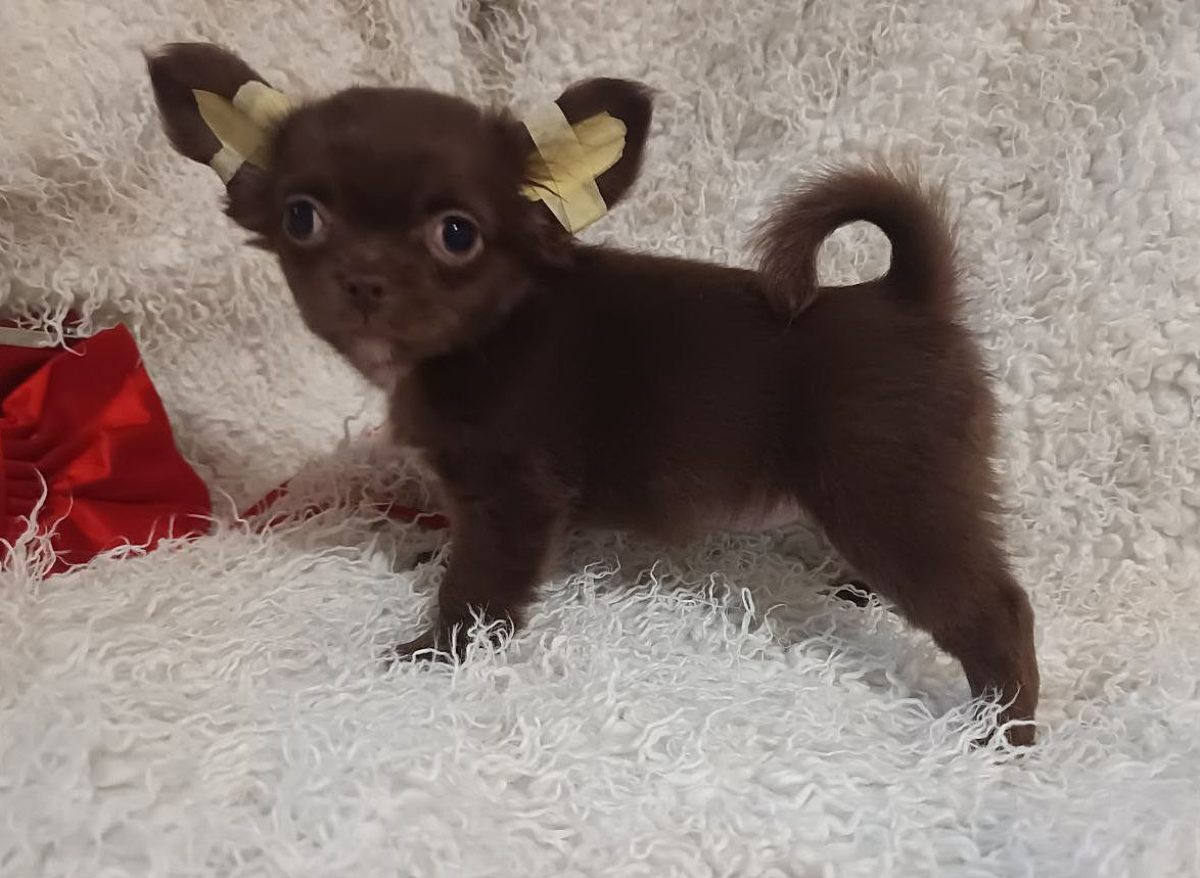 Chihuahua Dogs and Puppies for sale NewDoggy