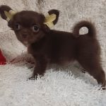 Becca Chihuahua